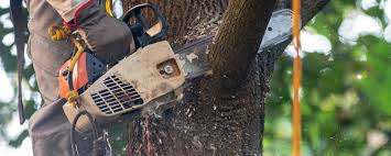 How Our Tree Care Process Works  in  Lakeland, MN