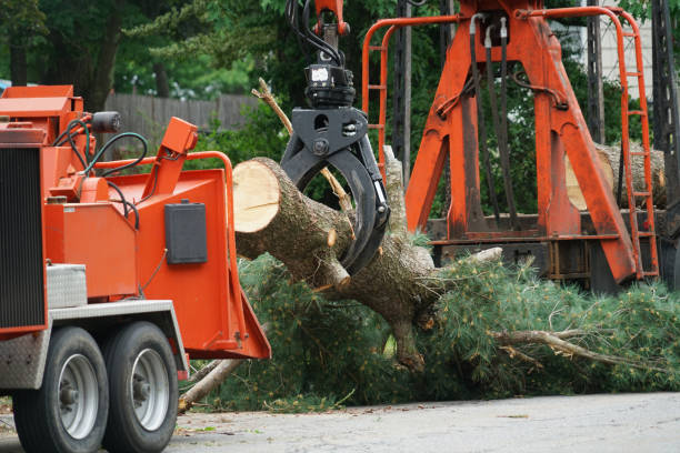 Seasonal Cleanup (Spring/Fall) in Lakeland, MN