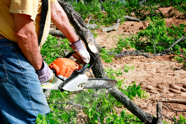 Lawn Grading and Leveling in Lakeland, MN